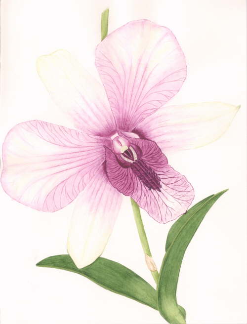 Orchid with Pink Lip