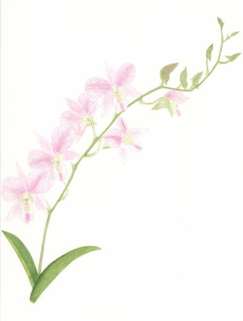 Spray of Pink Orchids